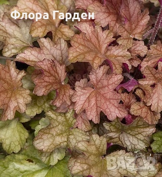 МНОГОГОДИШНИ ЦВЕТЯ, снимка 7 - Градински цветя и растения - 54703380