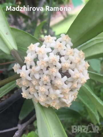 Хоя. Hoya revolubilis 