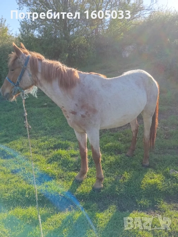 Кубила, снимка 2 - Коне - 54312274