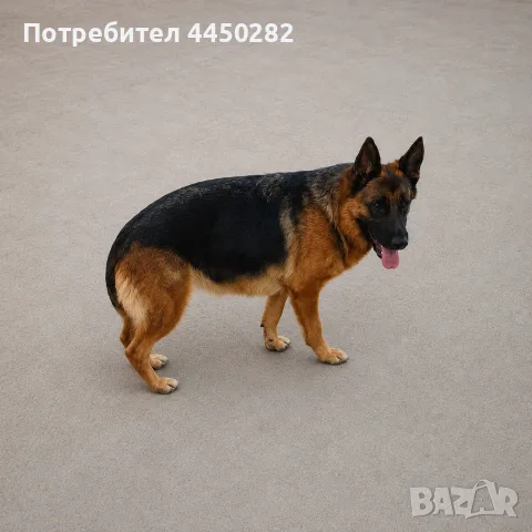 Малки немски овчарки, снимка 6 - Немска овчарка - 55066133