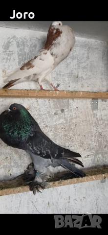 Гушести гълъби, снимка 2 - Гълъби - 53936777