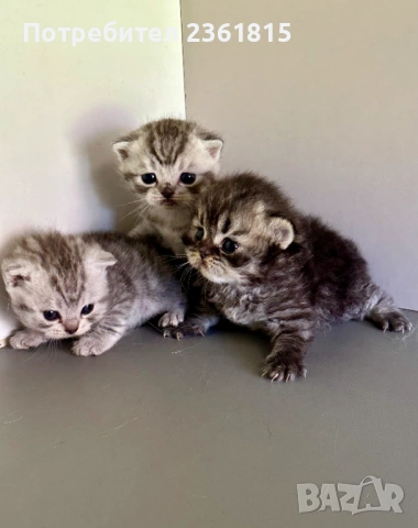Шотландски котенца, снимка 4 - Британска късокосместа - 54478164