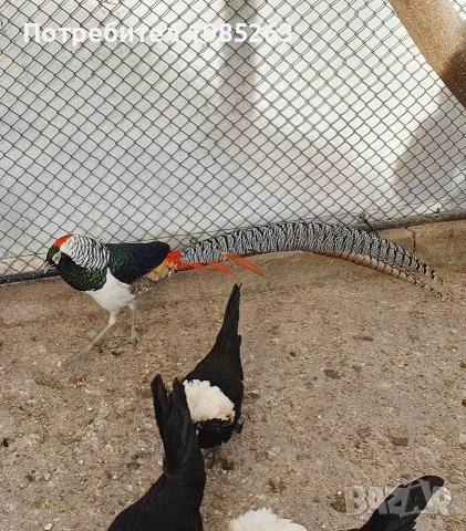 фазани диамантен, червенозлатен, жълтозлатен, сребърен и холандски петли