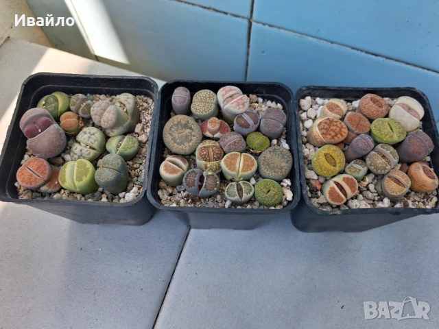 Живи камъчета - Lithops, снимка 4 - Градински цветя и растения - 33193359