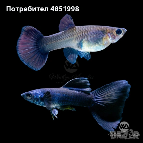 Гупи Синя Московска и Blue Topaz, снимка 2 - Рибки - 54837923