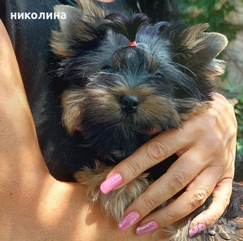 продавам йоркширски териер , снимка 3 - Йоркширски териер - 54892523