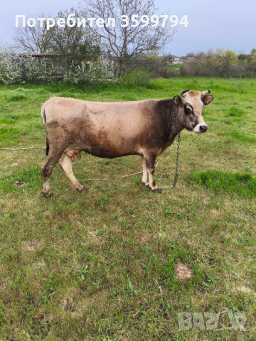 Продавам крава БРГ 