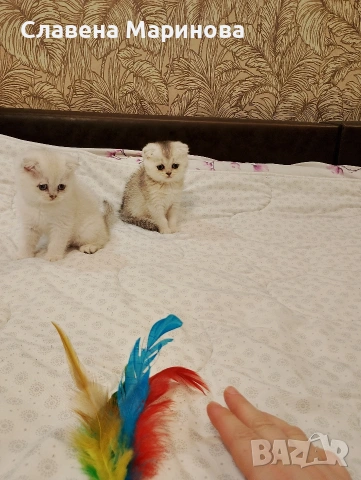 Шотландски котета ,сребърна чинчила, колорпойнт, дългокосместа котка, снимка 7 - Чинчили - 54735813
