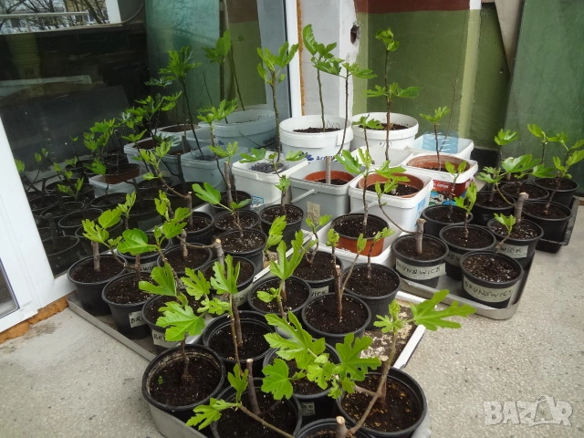 Смокини - 2 сорта - Блек Мишън и Брънсуик