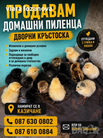 Продавам домашни пилета