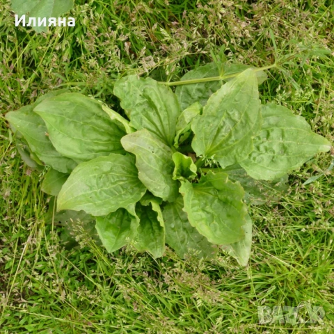 Песто,Мащерка,Бъз цвят,Лайка,Маточина,Живовляк,Самардала,Лапад,Коприва,РозмаринБял Равнец,Дива Ягода, снимка 13 - Домашни продукти - 44686378