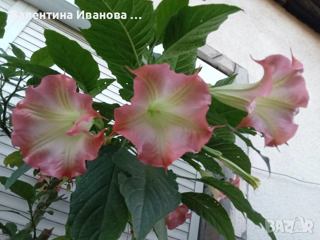Ангелски тромпет+зокум 