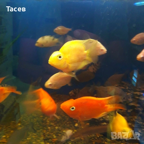 Жълт папагал 7см