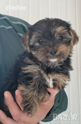 Йоркшир териер mini, снимка 2 - Йоркширски териер - 54396470