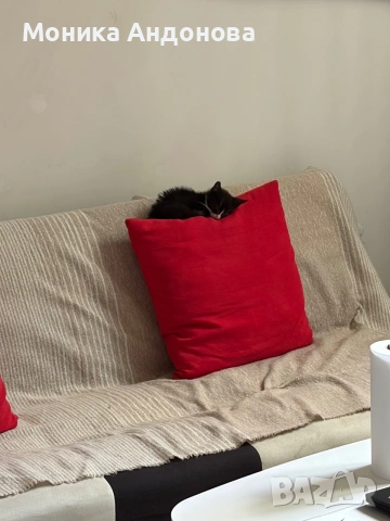 МЪЖКО КОТЕНЦЕ Търси дом, снимка 10 - Други - 55142831