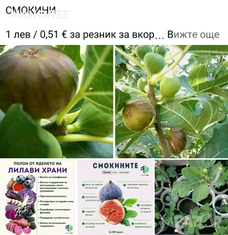 🍇🍒🍇Плодове - разсад 🍓🍎🍏🍋🍒🍇, снимка 5 - Градински цветя и растения - 54427893