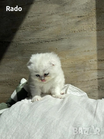 Клепоухи сребърни чинчили, снимка 9 - Чинчили - 54220677