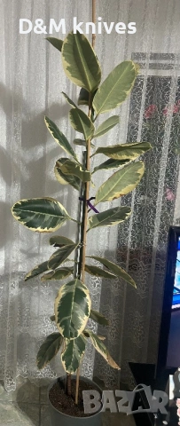 Продавам два броя Фикус Тинеке, снимка 2 - Други - 54035247
