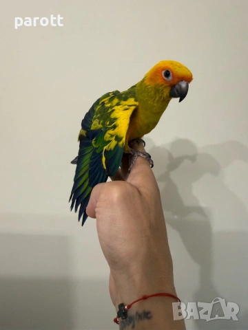 Ръчно хранена Слънчева Аратинга, снимка 5 - Папагали - 54313601