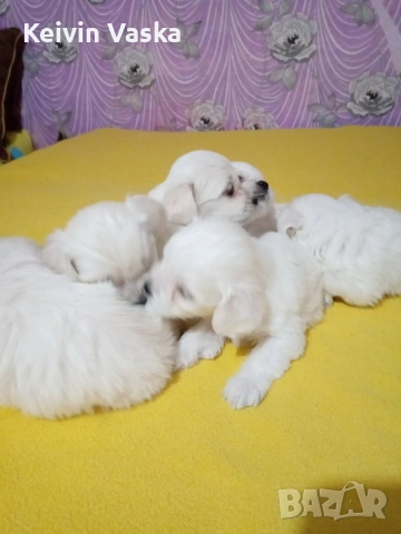 мини малтийски болонки, снимка 3 - Болонка - 54283758