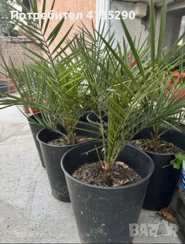 Палми - финикова и трахикарпус, снимка 6 - Градински цветя и растения - 53986087