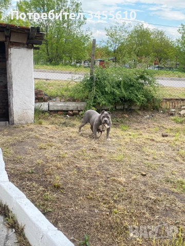 Американски були ХЛ    +359892374143, снимка 3 - Питбул - 54399118