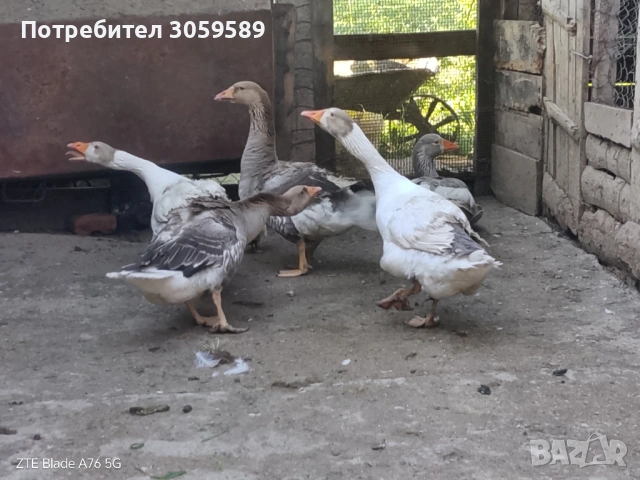 Гъски с малко гъсе, снимка 2 - Патици и гъски - 54529104