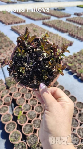 Шоколадова Мента, Mentha "Chocolate Mint", студоустойчива и многогодишна, снимка 4 - Градински цветя и растения - 54176173