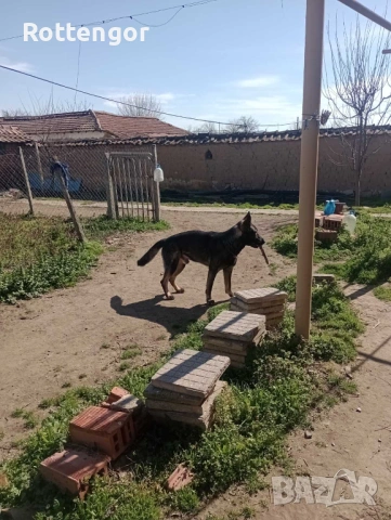 Сивак (Работна немска овчарка), снимка 4 - Немска овчарка - 54368047