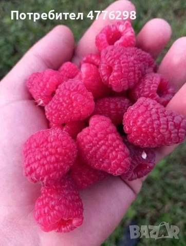 Разсад малини и ягоди, снимка 5 - Разсади - 53960729