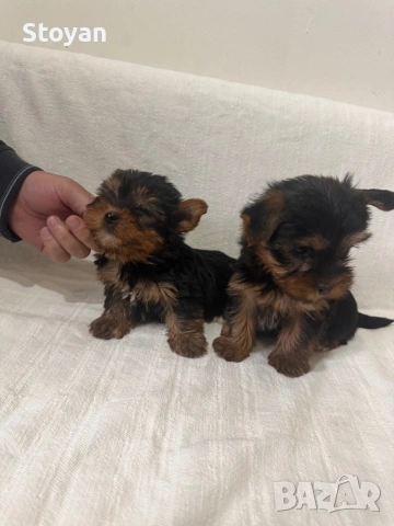 Продавам йоркита, снимка 3 - Йоркширски териер - 54268840
