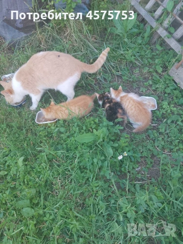 Котета 