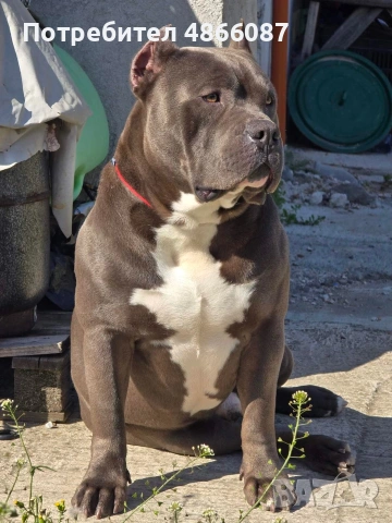 Питбулчета (bully), снимка 6 - Питбул - 55030688