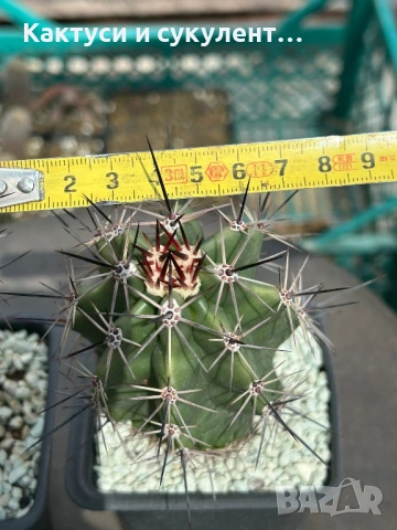 Кактус Echinocereus Triglochidiatus hybrid рядък вид кактус, снимка 3 - Градински цветя и растения - 54663103