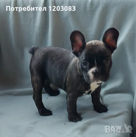 френско булдоче.Малко сладко момиченце!, снимка 3 - Френски булдог - 55509154