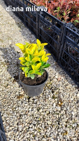 Евонимус Ауреа, Euonymus Japonica Aurea, снимка 6 - Градински цветя и растения - 54458056