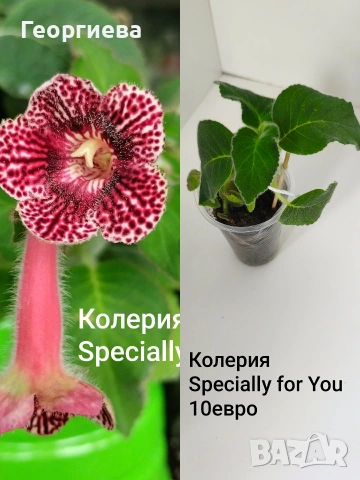 колерия 