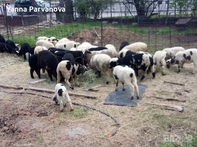 Продавам овце и агнета 