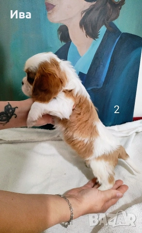 кавалер кинг чарлз шпаньол, снимка 8 - Кавалер кинг чарлз шпаньол - 52039746