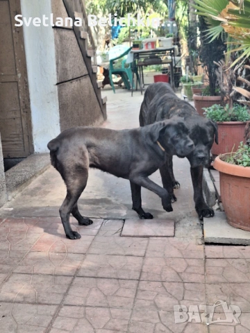 Продавам Кане Корсо, снимка 14 - Кане корсо - 54278276