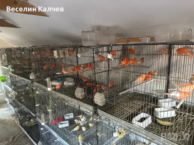 Червении и къдрави канарчета