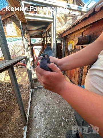 Пазарджишки високо летци, снимка 5 - Гълъби - 55234635