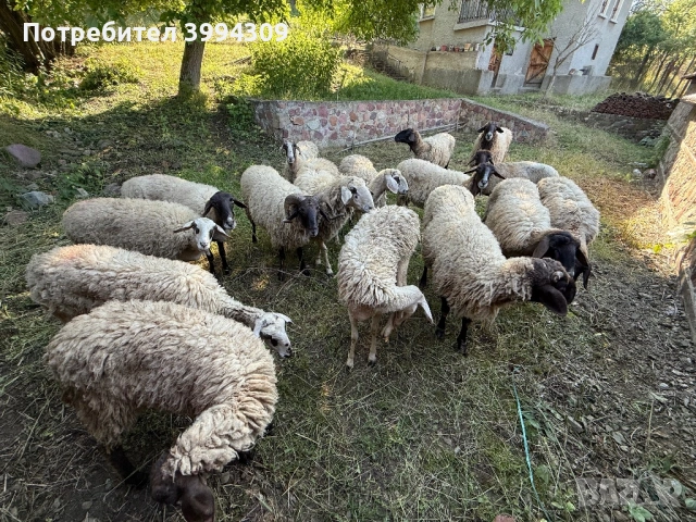 Продавам Овце и Овне