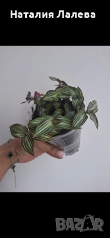 Традесканция, tradescantia Toundra, снимка 2 - Стайни растения - 55232070