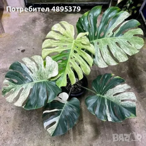 Добре вкоренена "Monstera Mint", снимка 6 - Стайни растения - 55395564