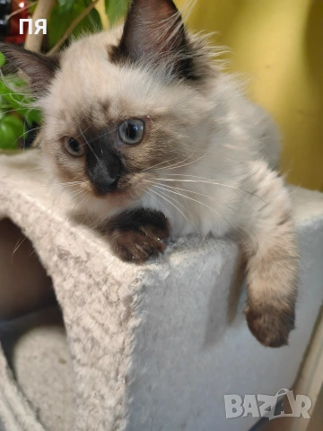 Регдол/ Ragdoll котенце