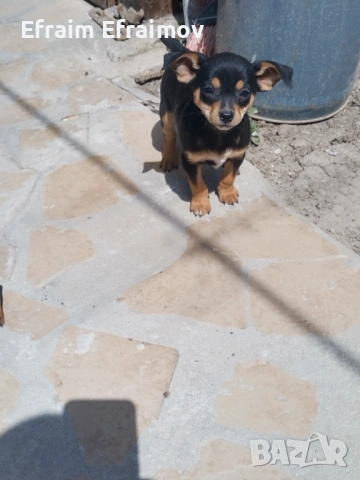 Пинчер на Мец 15 ден хубав със ваксини , снимка 2 - Пинчер - 54191943