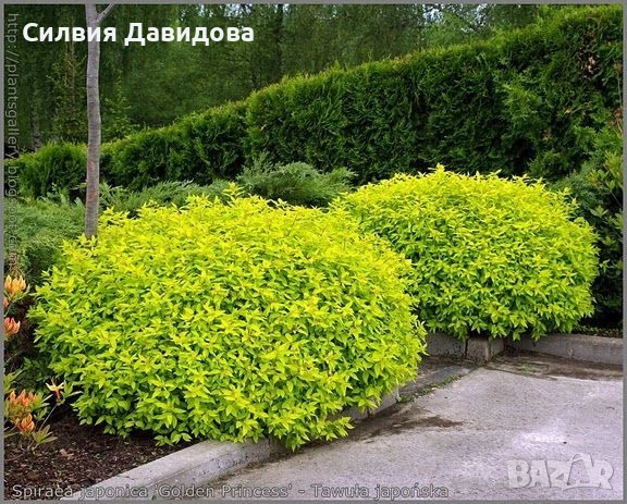 Спирея японска 