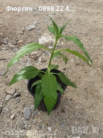 🌱 Земна ябълка (Гулия, Топинамбур), снимка 6 - Разсади - 53407698
