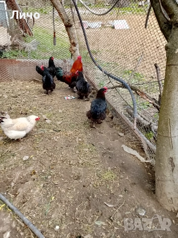 кокошки черен меден маран , снимка 4 - Кокошки и пуйки - 54310700